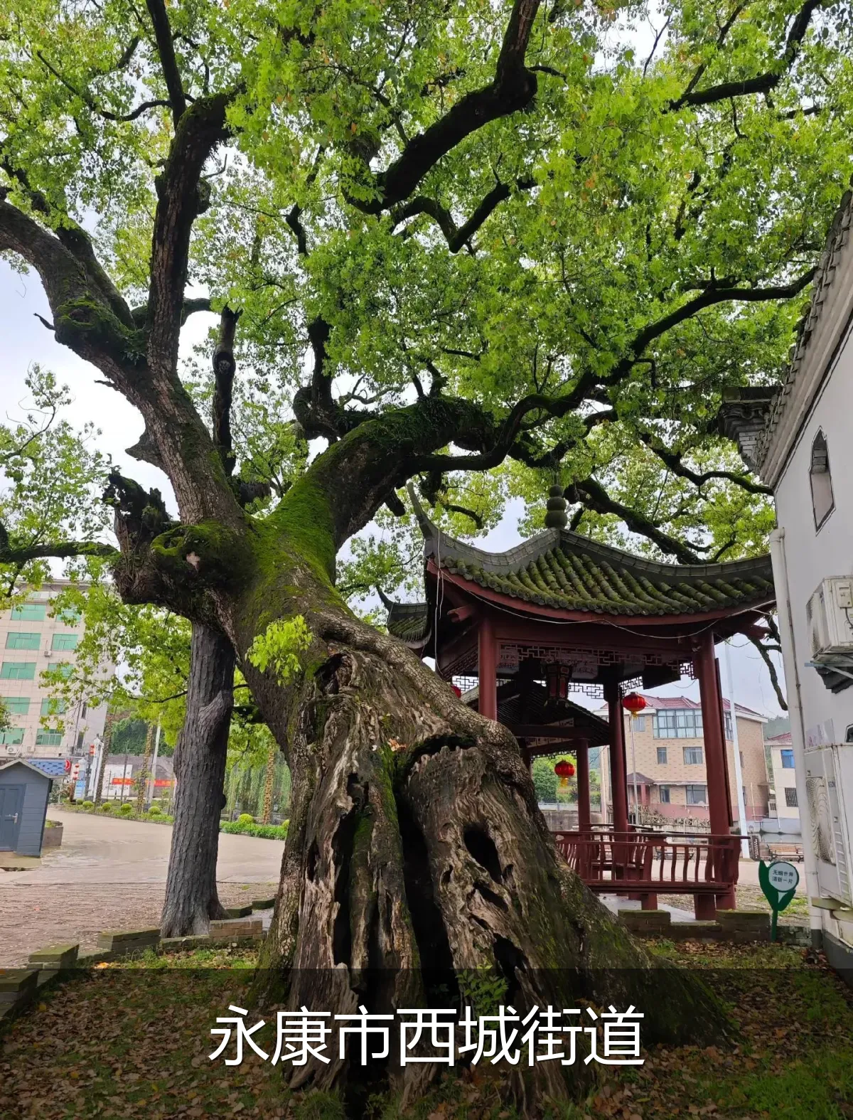 永康市西城街道
